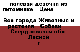 палевая девочка из питомника › Цена ­ 40 000 - Все города Животные и растения » Собаки   . Свердловская обл.,Лесной г.